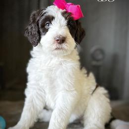 Bernedoodle Puppies from Hudson Shore Bernedoodles