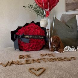 Mocha - Red  male Poodle puppy in Modesto, California from Oso’s Red Toy, Mini, & Standard Poodles