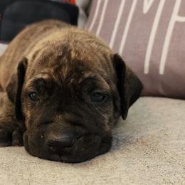 Red brindle - Brindle Boerboel puppy in Royse City, Texas from Leontix Boerboels