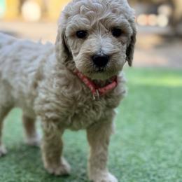 Lila - Cream female Goldendoodle puppy in Macclenny, Florida from Baker County Goldendoodles