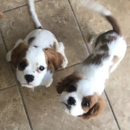 Cavalier King Charles Spaniel Puppies from Christina’s Cavaliers