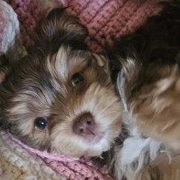 Tanny - Chocolate and tan male Yorkshire Terrier puppy in Shaker Heights, Ohio from FiFi-s Pups