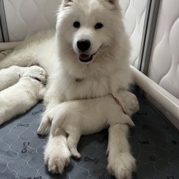 Samoyed Puppies from The Floof Brigade