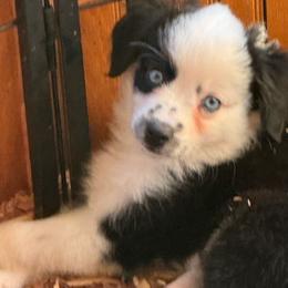 Willow - Black tri female Miniature Australian Shepherd puppy in Rensselaer, Indiana from Geri's Dogs