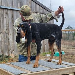 Legend - Bluetick Coonhound