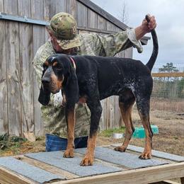 Legend - Bluetick Coonhound