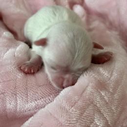 AKC Lainey - White female Maltese puppy in Charleston, West Virginia from Mountain State Puppies