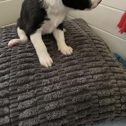 DotMatrix - Black and white female Companion Cross puppy in Harlingen, Texas from Sincity Dogs Hobby Kennel