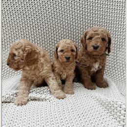 Goldendoodles from Fountain Valley Doodles