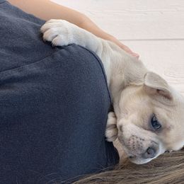 French Bulldog Puppies from McKay’s frenchies & fluffies