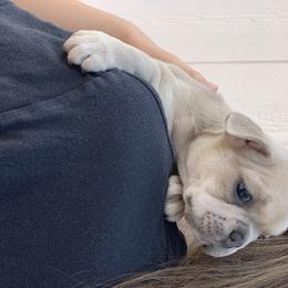 French Bulldog Puppies from McKay’s frenchies & fluffies