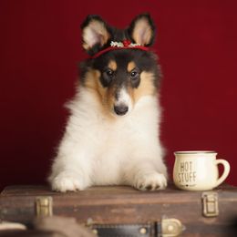 Chanel - Black white and tan female Collie puppy in Huffville, Virginia from Blackberry Hills Cattle dogs and Collies