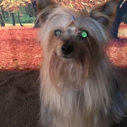 Yorkshire Terriers from Mary Yorkies in Ga