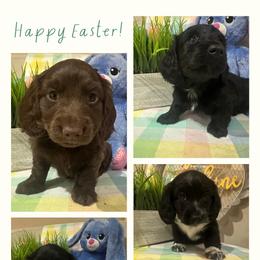Dachshund Puppies from Family Raised Dachshunds