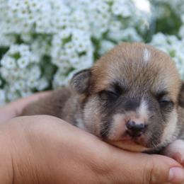 Bart - Red male Pembroke Welsh Corgi puppy in Pollock, Missouri from Northstar