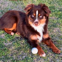 Ember - Toy Australian Shepherd