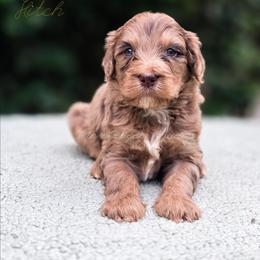 Hitch - Merle male Goldendoodle puppy in Centreville, Mississippi from Trin's Designer Doodles