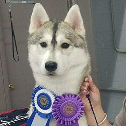 Siberian Huskies from Talmadge Siberian Huskies