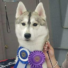 Siberian Huskies from Talmadge Siberian Huskies