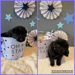 Dark purple K von Charry - Black female German Shepherd puppy in Midway, Kentucky from Von Charry German Shepherd’s
