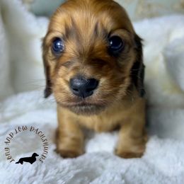Shaded Red Female - Red female Dachshund puppy in Nampa, Idaho from Long_and_Low_Dachshunds