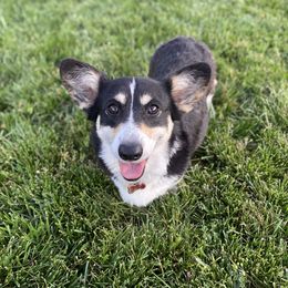 Hadley - Pembroke Welsh Corgi