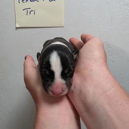 Daisy - Black and tan female Pembroke Welsh Corgi puppy in Tucson, Arizona from D-S Ranch Corgis