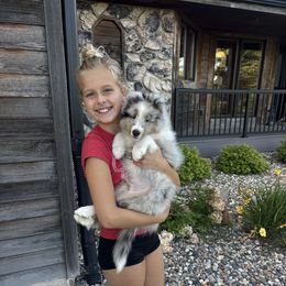 Harley - Blue merle white and tan male Shetland Sheepdog puppy in Akron, Iowa from Honeyhill shelties