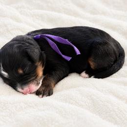 Noel purple collar - Tri-color female Bernedoodle puppy in Boynton Beach, Florida from Lolli’s Bernedoodles