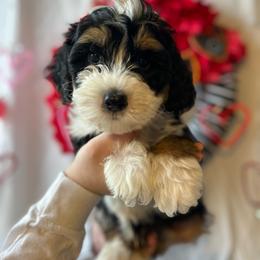 Happy - Tri-color Bernedoodle puppy in Maryville, Missouri from M&M Mini Bernedoodles