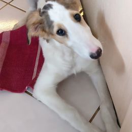 Borzoi Puppies from Summerlane Borzoi