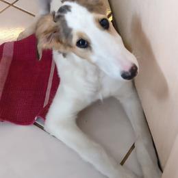 Borzoi Puppies from Summerlane Borzoi