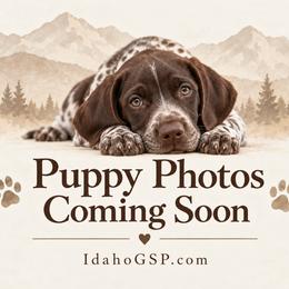 Boy 4 - male German Shorthaired Pointer puppy in Aberdeen, Idaho from Idaho GSP