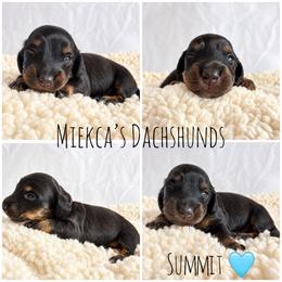 Summit - Black and tan male Dachshund puppy in Orem, Utah from Miekca’s Dachshunds