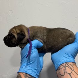 Female 2 - Fawn female Cane Corso puppy in Cashion, Oklahoma from APEXOK Cane Corsos LLC