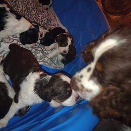 English Springer Spaniel Puppies from IV Springers of California