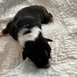 Girl 5 - Black white and tan female Old Time Scotch Collie puppy in Alexander, North Carolina from The Fiddlesticks Farm