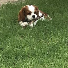 Cavalier King Charles Spaniel Puppies from Christina’s Cavaliers