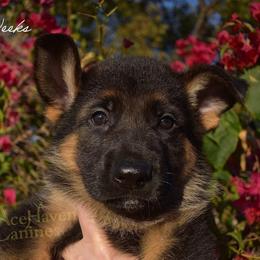 Mint Collar - Black and red male German Shepherd puppy in Orlando, Florida from AceHaven Canines