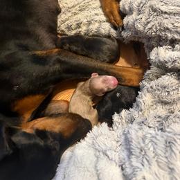 Abbie - Black and rust female Doberman Pinscher puppy in Buffalo, New York from NY Dobermans