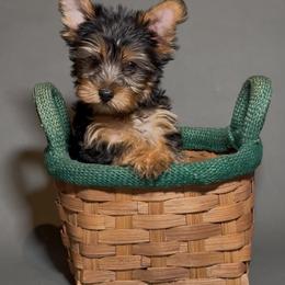 Thing 1 - Black and gold male Yorkshire Terrier puppy in San Diego, California from BC Breeders Association