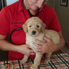 Bearded Retriever Puppies from Georgia Doodle Dogs