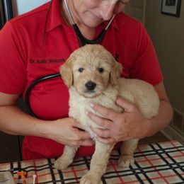 Bearded Retriever Puppies from Georgia Doodle Dogs