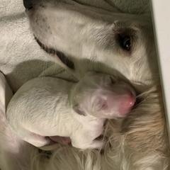 Borzoi Puppies from Marian Broadhurst