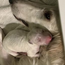 Borzoi Puppies from Marian Broadhurst