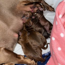 Dachshund Puppies from Autumns Dachshunds