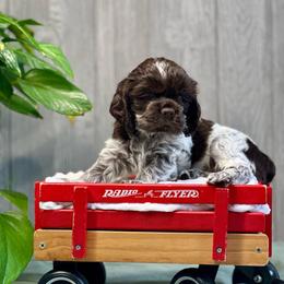 Smoky - Brown roan male Cocker Spaniel puppy in Salt Lake City, Utah from Sego Lily Cockers