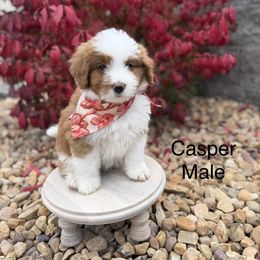 Brown collar - Red male Bernedoodle puppy in Springville, Utah from JW Doodles