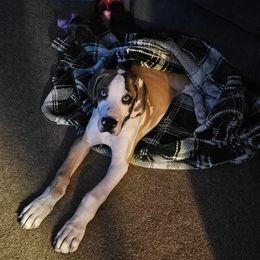 Great Dane Puppies from Phoenix Family Danes