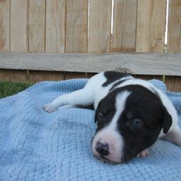 Wildfire - White and black female Greyhound puppy in Utah from K and E Kennels